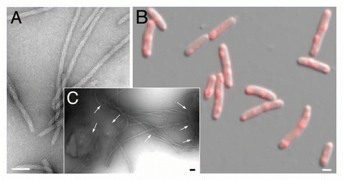 Figure 2 Linking propagation of the bacterial RepA-WH1 prionoid in vitro and in vivo. (A) Electron micrograph of amyloid fibers assembled in vitro by RepA-WH1(A31V) in the presence of effector dsDNA molecules.Citation21,Citation22 Magnification bar: 0.1 µm. (B) E. coli K-12 expressing mCherry-tagged RepA-WH1(A31V) accumulate multiple red fluorescent, aggregated amyloid foci which severely hamper cell proliferation.Citation25 Magnification bar: 1 µm. (C) Molecular transmissibility, the ability of purified bacterial amyloid inclusions/seeds (arrows) to template the transformation and assembly into fibers of soluble RepA-WH1(A31V) molecules,Citation25 links together amyloidosis in vitro and in vivo. Magnification bar: 0.1 µm.