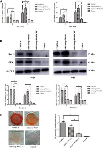 Figure 6 Decreased osteogenic differentiation capacity by miR-195-5p up-regulation was rescued with Wnt3a overexpression. (A) The rat BMSCs were co-transfected with miR-195-5p mimics and pcDNA3.1-Wnt3a, miR-195-5p mimics and NC for 24 hours and then cultured in the osteogenic medium containing 200 μΜ CORM-3. Meanwhile, cells in the CORM-3 or control group were cultured in the osteogenic medium containing 200 μΜ CORM-3 or control medium respectively. After 3 and 7 days, the mRNA expressions of Runx2 and OPN were determined by RT-qPCR, normalized to β-actin. (B) The rat BMSCs were cultured in different mediums as described above. After 3 and 7 days, the protein expressions of Runx2 and OPN were determined by Western blot, then analysed using ImageJ software, normalized to GAPDH. (C) The rat BMSCs were cultured in different mediums as described above. After 14 days, the mineralization was determined by alizarin red staining and semi quantitative analysis. The experiment was repeated for three times. Data were presented as the mean±standard deviation (n=3). ^ P<0.05 vs control; * P<0.05 as indicated.