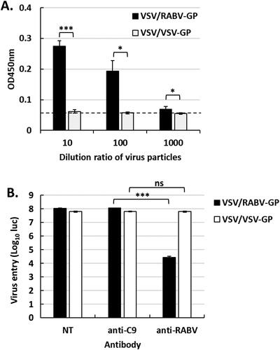 Figure 1. Generation and characterization of VSV/RABV-GP. A: VSV/RABV-GP production was measured by sandwich ELISA. Results have been expressed as the mean of OD450 ± SD values and are representative of at least three independent experiments. Dotted line indicates the background. B: BHK21 cells were transduced with VSV/RABV-GP or VSV/VSV-GP in the presence or absence of the indicated antibodies. Virus entry was quantified by measuring the luciferase levels at 18-h post-transduction. Error bars represent the SD from the mean (n = 3). Statistical significance was assessed by Student’s t test. *p < 0.05, ***p < 0.001; ns, not significant.