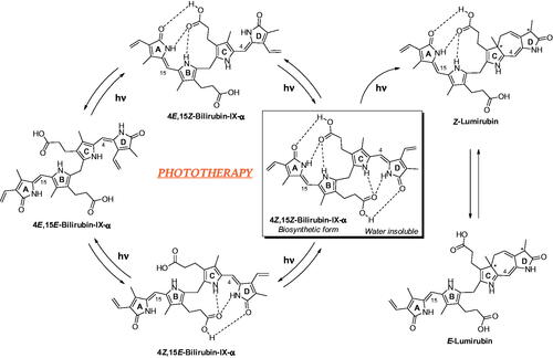 Figure 2. Configurational photoisomerization of (4Z,15Z)-bilirubin (biosynthetic and water-insoluble form) to (4Z,15E)-, (4E,15Z)- and (4E,15E)- isomers. Structural photoisomerization of (4Z,15Z)-bilirubin to (Z)-lumirubin and configurational isomerisation of the latter to (E)-lumirubin are also shown. Black dashed lines represent intramolecular hydrogen bonds.