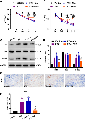 Figure 2 FMT alleviated mechanical allodynia and thermal hyperalgesia and suppressed the activation of the paclitaxel-induced pathways and astrocytes in PIPN rats. (A) The effects on mechanical allodynia in rats (Group × Time interaction: F9,80 = 62.54, p < 0.0001) (n = 6 rats per group). (B) The effects on thermal hyperalgesia in rats (Group × Time interaction: F9,80 = 32.30, p < 0.0001) (n = 6 rats per group). (C and D) Western blotting bands and analysis of TLR4, p-38, and p-p38 in the colon. F3,12 = 19.57 for TLR4, F3,12 = 1.35 for p38, F3,12 = 10.56 for p-p38. This experiment was repeated independently 4 times. (E) Photomicrographs representing glial fibrillary acidic protein immunoreactivity in each group. Scale bar = 200 μm. (F) Glial fibrillary acidic protein score. This experiment was independently repeated 3 times. Statistical comparison was performed by using two-way ANOVA followed by Bonferroni post-hoc test. Data are represented as mean ± standard deviation (SD). *p < 0.05, **p < 0.01 and ***p < 0.001 vs the Vehicle; #p < 0.05, ##p < 0.01 and ### p < 0.001 vs the PTX; ^^ p < 0.01 compared with the PTX + Abx.