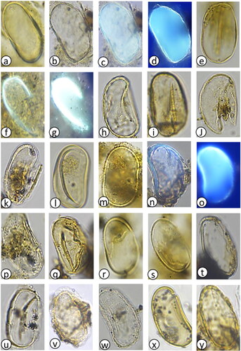 Plate 4. Offshore Alexandrium tamarense complex images and putative monolete spores captured during light microscopy and primulin staining fluorescence presented in depth of occurrence: (a–d) 0–1 cmbsf (38 yrs), (e) 4–5 cmbsf (80 yrs), (f,g) 6–7 cmbsf (103 yrs), (h) 10–11 cmbsf (189), (i) 20–21 cmbsf (709 yrs), (j) 50–51 cmbsf (2.3 kyrs), (k) 100–101 cmbsf (4.7 kyrs), (l–p) 125 cmbsf (5.7 kyrs), (q–s) 145 cmbsf (6.2 kyrs), (t) 255 cmbsf (8.6 kyrs). Putative monolete spores, (u,v) 145 cmbsf (6.2 kyrs), (w) 215 cmbsf (7.8 kyrs), (x) 235 cmbsf (8.2 kyrs), and (y) 265 cmbsf (8.9 kyrs).