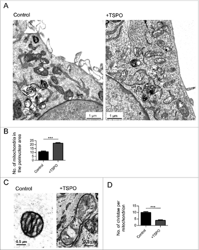 Figure 7. The mitochondrial ultrastructure is undermined by TSPO. (A) Representative electron micrographs of the perinuclear region in MEFs in control (left panel) and +TSPO conditions (right panel). (B) Graph to show numbers of mitochondria in the perinuclear region in control and +TSPO MEFs, (n = 27 cells; P < 0.001). (C) Representative electron micrographs of individual mitochondria in MEFs in control (left panel) and +TSPO conditions (right panel). (D) Graph to show the average number of cristae per mitochondrion in control and +TSPO MEFs, (n = 18 cells; P < 0.001).