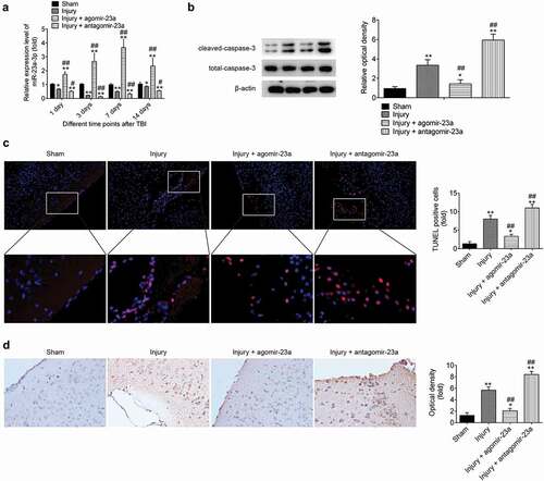 Figure 2. Upregulation of miR-23a level in cerebral cortex improves the neurons apoptosis after TBI. At 15 min after injury, mice received a single intracerebroventricular injection (CVI) of miR-23aagomir or antagomir with a final concentration of 50 μM. At the scheduled time points, mice were euthanized with an overdose of 10% chloral hydrate (3 mg/kg) and cerebral cortex tissues were collected for subsequent experiments. (a) The expression of miR-23a was measured by qRT-PCR at different time points after TBI. (b) The expression levels of apoptosis-related proteins including cleaved caspase-3 and total caspase-3were detected by Western Blot. (c) TUNEL staining was used to analyze neuronal apoptosis (200× magnification). (d) Immunocytochemistry was performed to assess the expression of cleaved caspase-3 (200× magnification). Data were represented as the mean ± SD of three independent experiments. *p < 0.01, **p < 0.01 vs sham group, ##p < 0.01 vs injury group.