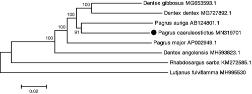 Figure 1. Neighbor-joining (NJ) phylogenetic tree based on complete mitochondrial DNA sequences with L. fulviflamma as the out group.