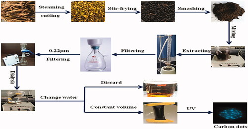 Figure 3. The preparation process of carbon dots of Scutellaria baicalensis.