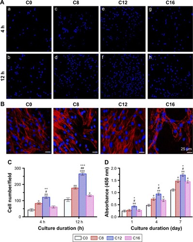 Figure 6 Cell adhesion observation (A–C) and proliferation activity (D) on various coatings.Notes: (A) CLSM observation of cell nuclei after 4 and 12 h of culture on various coatings: (a, b) C0, (c, d) C8, (e, f) C12 and (g, h) C16. (B) Spreading morphology of the rBMSCs on coating surfaces imaged via CLSM after incubation for 24 h. (C) Number of adhesive cells after 4 and 12 h of culture; (D) proliferation activity of rBMSCs on various coatings detected by CCK-8 for 1, 4 and 7 days. Blue color, nuclei of rBMSCs stained with DAPI; red color, f-actin cytoskeleton of rBMSCs stained with Tric-phalloidin; *P<0.05, **P<0.01, ***P<0.001 when compared with C0; #P<0.05, ##P<0.01, when compared with C8; ++P<0.01, +++P<0.001 when compared with C16. C0, HA coating; C8–C16, differently CHA coatings.Abbreviations: CCK-8, Cell Counting Kit-8; CHA, carbonated hydroxyapatite; CLSM, confocal laser scanning microscope; HA, hydroxyapatite; rBMSCs, rat bone-marrow-derived mesenchymal stem cells.