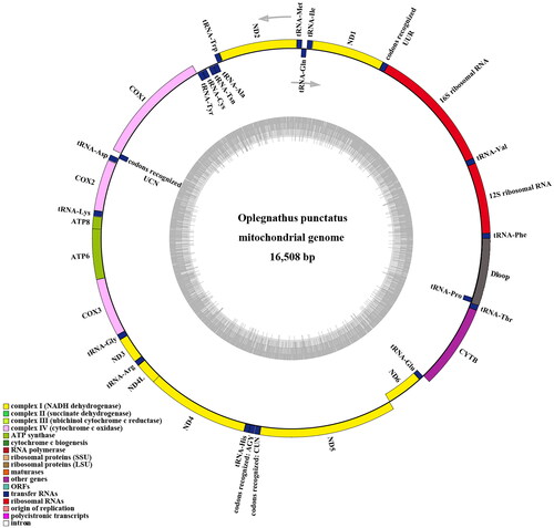 Figure 2. The complete mitochondrial genome map of O. punctatus (GenBank accession no. MN927588). the outermost circle genes are transcribed clockwise and the rest counter clockwise.