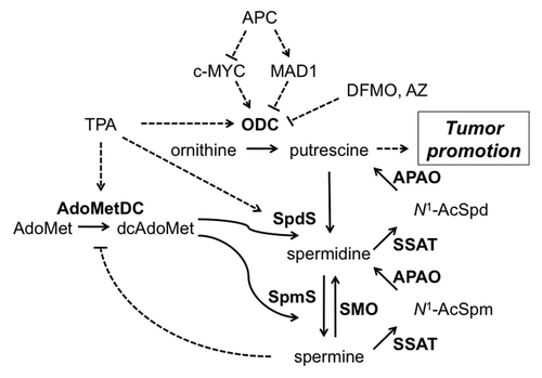 Figure 4. Regulation of cellular polyamine content and tumor promotion. Details of polyamine biosynthesis and catabolism are provided in the Introduction. TPA treatment and APC loss are both known to elevate polyamine biosynthesis and increase putrescine levels. DFMO treatment and AZ expression reduce putrescine content by inhibiting ODC, whereas SSAT expression increases polyamine backconversion and elevates putrescine. SpmS overexpression leads to reduced spermidine, increased spermine, an elevated spermine:spermidine ratio and reduced AdoMetDC activity and dcAdoMet but minimal alteration in putrescine levels. The potential mechanisms whereby putrescine modifies signaling and tumorigenesis are described in the Discussion. Solid lines represent enzyme-catalyzed reactions and dotted lines indicate positive (arrow) or negative (line) regulation. Enzymes are in bold and all abbreviations are defined in the text.