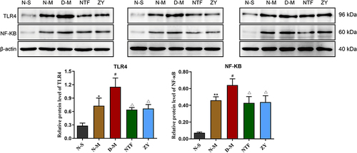 Figure 8 Effects of Naotaifang III on TLR4 and NF-κB expression in brain cortex (Western blot).