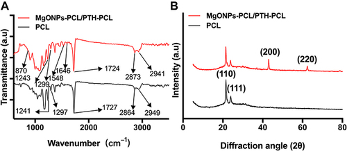 Figure 3 (A) FTIR absorption spectroscopy and (B) XRD spectroscopy of PCL and MgONPs-PCL/PTH-PCL.