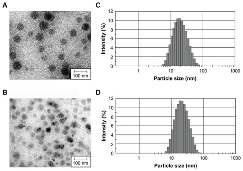 Figure 1 TEM image and hydrodynamic size distribution of (A and C) PNP and (B and D) PNP–sirolimus.Abbreviations: PNP, polymeric nanoparticle; TEM, transmission electron microscopic.