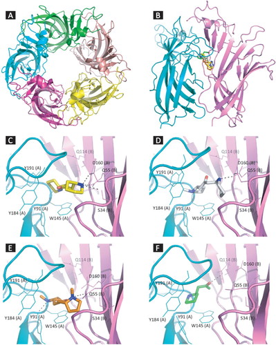 Figure 2. (a) The pentameric structure of the receptor (PDB ID:3SQ6), (b) The orientations of all compounds (RR-anaferine, RS-anahygrine, RS-cuscohygrine and R-isopelletierine) docked to the binding site at the interface of two monomers, Details of interaction of (c) RR-anaferine, (d) RS-anahygrine, (e) RS-cuscohygrine and (f) R-isopelletierine bound in the binding site of -AChBP chimeric structure (Ligands are given as thick lines, receptor as thin lines and hydrogen bonds are given as dashed lines).