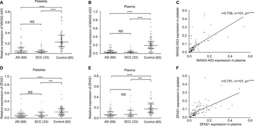 Figure 1 MAGI2-AS2 and ZFAS1 levels were downregulated in platelets and plasma samples derived from NSCLC patients.Notes: (A) MAGI2-AS3 was downregulated in adenocarcinoma and SCC platelets than that in control platelets (p<0.001). (B) MAGI2-AS3 was downregulated in adenocarcinoma and SCC plasma than that in control plasma (p<0.001). (C) Platelets’ MAGI2-AS3 level was positively correlated to the plasma MAGI2-AS3 expression. The correlation coefficient was 0.738 (p<0.0001). (D) ZFAS1 was downregulated in adenocarcinoma and SCC platelets than that in control platelets (p<0.001). (E) ZFAS1 was downregulated in adenocarcinoma and SCC plasma than that in control plasma (p<0.001). (F) Platelets’ ZFAS1 level was positively correlated to the plasma ZFAS1 expression. The correlation coefficient was 0.751 (p<0.0001). The relative expression level was calculated using 2−ΔCT method; error bars represent the median with interquartile range. All data were analyzed using nonparametric test; NS, no significance. ***p<0.001, ****p<0.0001.Abbreviations: AD, adenocarcinoma; MAGI2-AS3, MAGI2 antisense RNA 3; SCC, squamous cell carcinoma; ZFAS1, ZNFX1 antisense RNA 1.