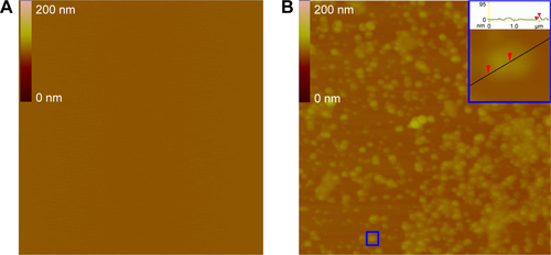 Figure S5 AFM image of IQCA-TAVV in NS (10 nM), showing a nanoparticle of IQCA-TAVV of ~20 nm in height.Notes: (A) AFM image of NS; (B) AFM image of IQCA-TAVV (10 nM).Abbreviations: IQCA-TAVV, N-(3S-1,2,3,4-tetrahydroisoquinoline-3-carbonyl)-Thr-Ala-Arg-Gly-Asp(Val)-Val; AFM, atomic force microscopy; NS, normal saline.