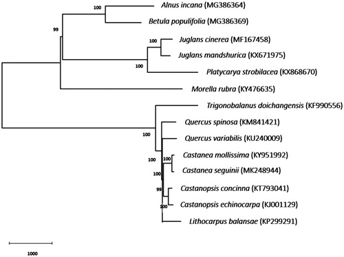 Figure 1. Phylogenetic tree based on 14 complete chloroplast genome sequences. The bootstrap support values are shown next to the branches.
