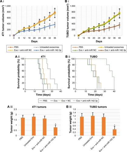 Figure 10 The anti-tumor efficiency of unloaded MSCs-Exo, MSCs-Exo loaded with LNA-anti-miR negative control, and MSCs-Exo loaded with LNA-anti-miR-142-3p in female BALB/c mice bearing 4T1 or TUBO breast tumor after intravenous administration every 4 days.Notes: (A) Average 4T1 tumor volume (i), survival analyses of 4T1 tumor-bearing mice (ii), and the actual weight of the dissected 4T1 tumors from each group on day 36 (iii). (B) Average tumor volume (i), survival analyses of TUBO tumor-bearing mice (ii), and the actual weight of the dissected TUBO tumors from each group on day 40 (iii) (n=5, mean ± SEM). In vivo delivery of LNA-anti-miR-142-3p via MSCs-Exo significantly reduced tumor growth rate (*P<0.05). The mice treated with MSCs-Exo loaded with LNA-anti-miR-142-3p had a significantly longer survival rate than PBS-treated mice or those treated with unloaded MSCs-Exo and MSCs-Exo loaded with LNA-anti-miR negative control (P<0.05).Abbreviations: Exo + anti-miR-142-3p, exosomes loaded with LNA-anti-miR-142-3p; Exo + anti-miRNC, exosomes loaded with LNA-anti-miRnegative control; LNA, locked nucleic acid; MSCs-Exo, mesenchymal stem cells-derived exosomes; SEM, standard error of the mean.