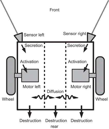 Figure 2. Schematic representation of the way our hormone controller assumes an internal compartmentalization of the robot's body. Sensors excrete hormones into one compartment, actuators get activated by local hormone concentrations and hormones diffuse between compartments.
