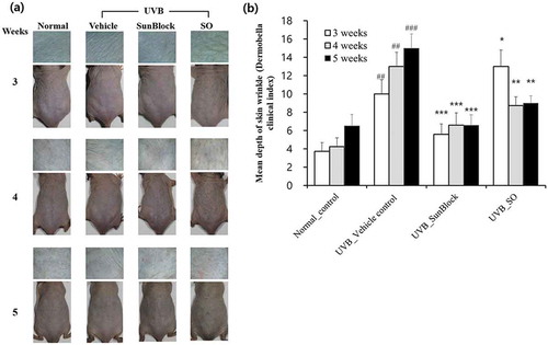 Figure 4. Effect of the skin cream containing the ziyuglycoside I isolated from Sanguisorba officinalis on UVB-induced wrinkle formation in hairless mice.(a) Features of dorsal skin of hairless mice exposed to UVB; (b) Mean of skin wrinkle depth. Values are expressed as means ± SD from two-independent experiments (n = 5). ##Signiﬁcantly different from normal_control (p < 0.01). ###Signiﬁcantly different from normal_control (p < 0.001). *Signiﬁcantly different from UVB/Vehicle treatment (p < 0.05). **Signiﬁcantly different from UVB_Vehicle control (p < 0.01). ***Signiﬁcantly different from UVB_Vehicle control (p < 0.001).