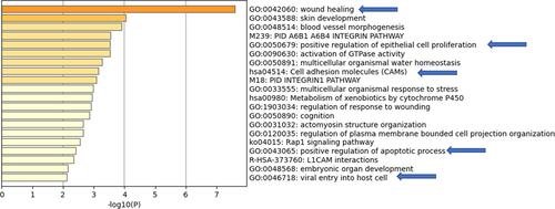 Figure 10 Pathway analysis using Metascape on South Korean thyroid cancer samples