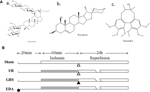 Figure 1 Chemical structures of the three components of GRS. (A) Ginsenoside Rb1 (a), ruscogenin (b) and schisandrin (c). (B) Vehicle (open triangle) and GRS were administered i.p. 1 h after ischemia. EDA was administered i.p. 20 min before middle cerebral artery occlusion.