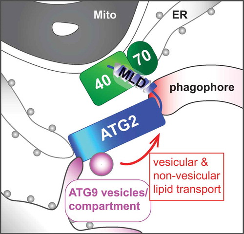 Figure 1. A hypothetical model of ATG2-mediated phagophore expansion. The C-terminal MAM localization domain (MLD) of ATG2 interacts with the TOMM40-TOMM70 complex to facilitate its N-terminal region binding to ATG9-positive donor membranes and ER for non-vesicular and/or vesicular lipid transport into the phagophore. Mito, mitochondrion; 40, TOMM40; 70, TOMM70.