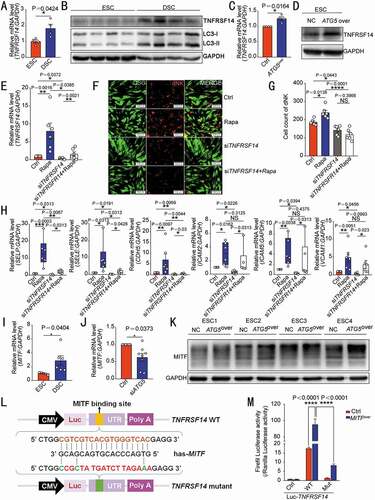 Figure 4. DSC autophagy-mediated NK cell residence is dependent on the MITF-TNFRSF14 pathway. The transcription level or protein of TNFRSF14 in ESCs (n = 4) and DSCs (n = 4) were compared by RT-PCR (A) and western blotting (B). The transcription or protein level of TNFRSF14 in ATG5over (n = 4) and control ESCs (n = 4) was detected by RT-PCR (C) or western blotting (D). (E) RT-PCR was performed to detect the level of TNFRSF14 in vehicle (1‰ DMSO) or rapamycin-treated (2 µM, 48 h) control and siTNFRSF14 DSCs (n = 6 per group). (F) The adhesion ability of vehicle or rapamycin-treated DSCs and/or siTNFRSF14 DSCs (GFP green fluorescence) to PKH-67 labeled dNK cells was evaluated by in vitro cell adhesion assays (n = 6 per group). The statistical graph of the number of dNK cells adhered to each group was shown in (G). (H) The expression of adhesion-related genes in vehicle (1‰ DMSO), or rapamycin-treated (2 µM, 48 h) control and/or siTNFRSF14 DSCs (n = 6 per group) was detected by RT-PCR. (I) The transcription levels of MITF in ESCs (n = 5) and DSCs (n = 6) were detected by RT-PCR. (J) The expression level of MITF in siATG5 DSCs (n = 8) and control DSCs (n = 8) was analyzed by RT-PCR. (K) The protein level of TNFRSF14 in ATG5over ESCs (n = 4) or control ESCs (n = 4) was detected by western blotting. (L) Schematic diagram of the prediction of the binding region of the transcription factor MITF and wild-type or mutated TNFRSF14 promoter region. (M) Dual luciferase reporter assays were performed in HEK-293 T cells to verify the combination of MITF and wild-type or mutated TNFRSF14 promoter region. Data were presented as mean ± SEM or median and quartile and analyzed by t test or ANOVA. *P < 0.05, **P < 0.01, ***P < 0.001, ****P < 0.0001, NS: no significance