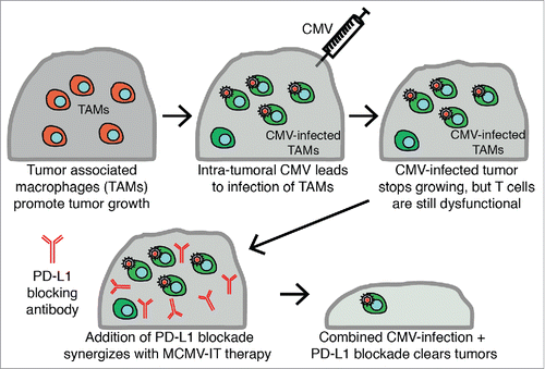 Figure 1. Schematic of Intratumoral CMV therapy. Tumor-associated macrophages (TAM) in tumors help to promote and drive tumor growth. After injecting CMV intratumorally, CMV infected TAMs and this correlated with a delay in tumor growth. Combining this intratumoral CMV infection of TAM with anti-PD-L1 therapy synergized to induce clearance of more than 60% of tumors and long-term protection.