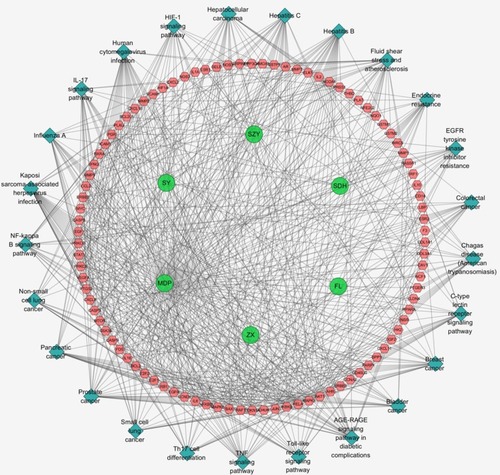 Figure 4 LWDH Pill–Type 2 diabetes mellitus network. Pathway of LWDH Pill–T2DM network includes 125 nodes (6 herb nodes represented by green circles, 94 T2DM-related target nodes represented by pink hexagon, and 25 pathway nodes described by blue diamond) and 681 edges.