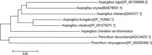 Figure 1. Phylogenetic relationship among fungal Ku70 orthologs.