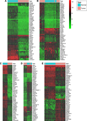 Figure S2 Hierarchical clustering heat maps of differentially expressed genes of five expression-microarray groups, downloaded from the GEO data set.Notes: (A) GSE14520 data; (B) GSE17548 data; (C) GSE19665 data; (D) GSE29721 data; and (E) GSE60502 data. The color of genes gradually changes with expression-level changes in hepatocellular carcinoma (HCC) tissue compared with adjacent normal liver tissue. Black indicates no significant changes in gene expression. Prominent gene expression in HCC tissue is either upregulated (red color) or downregulated (green color). The depth of color corresponds to expression intensity. Data were analyzed using the R software and the Limma package using. Log2FC >1 and P<0.05 were used as cutoff criteria.Abbreviations: FC, fold change; GEO, Gene Expression Omnibus.