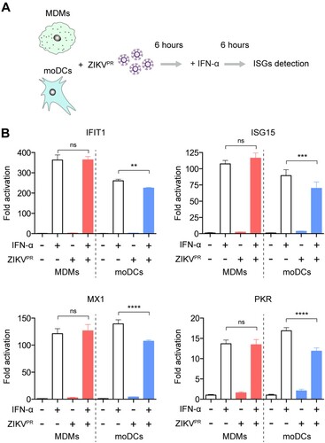 Figure 4. ZIKV infection does not antagonize type I IFN-mediated responses in MDMs. (A) Schematic illustration of human recombinant IFN-α treatment and ZIKV infection. (B) MDMs and moDCs were uninfected or infected with ZIKVPR at an MOI of 10.0 for 6 h, followed by mock treatment or treatment with 1000U/mL of recombinant human IFN-α for 6 h. Cell lysates were collected for detection of ISGs induction using qRT-PCR, including IFIT1, ISG15, MX1, and PKR; the fold activations were calculated as compared to mock groups. Data represented mean and standard deviations from 3 donors. Statistical analyses in all panels were performed with one way-ANOVA and the differences were considered significant when p < 0.05. **p < 0.01, ***p < 0.001, and ****p < 0.0001. ns, not significant.
