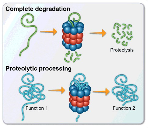 Figure 1. The 20S proteasome is capable of cleaving substrates leading to either full proteolysis of the unfolded substrate into small peptides, or to selective proteolysis of a specific disordered region within the polypeptide chain. The latter may lead to the generation of a degradation product that retains structural elements and has a differential functional property.