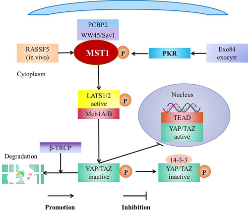 Figure 4. Hippo pathway and regulation of Hippo pathway.