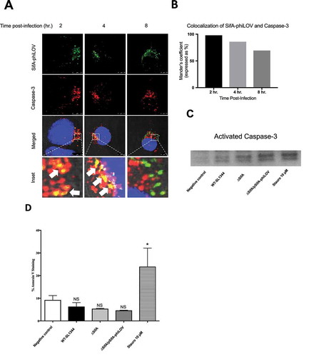 Figure 3. SifA colocalizes with caspase-3 during infection. (a) HeLa cells were infected with ∆ SifA/pSifA-phiLOV, fixed at 2, 4, and 8 hrs post-infection, stained with Image-iT LIVE Caspase-3 Detection Kit (ThermoFisher) and visualized using fluorescent confocal microscopy. Caspase-3 (Red) and SifA-phiLOV (Green) can be seen colocalizing at 2 hrs post-infection (Yellow; bottom, left panel), with colocalization decreasing through 8 hrs. post-infection (bottom, bottom middle, and bottom right panels). (b) Colocalization of SifA-phiLOV and caspase-3 quantified using FIJI Software. (c) Western Blot for activated-Caspase-3. HeLa cells were infected with indicated strains, lysed, and analyzed for activated caspase-3 expression. Protein concentration was determined using a Bradford Assay to ensure equal amounts of protein were loaded into each well (d) Annexin V Staining Assay. HeLa cells were infected with indicated strains, trypsinized, and stained with Annexin V. Flow cytometric analysis was then completed on a MACSQuant Analyzer to determine the number of Annexin positive cells. In comparison to the negative control (uninfected), HeLa cells only showed a significant increase in Annexin V positive cells with the use of 10µM of staurosporine. HeLa cells infected with WT-SL1344, ∆SifA, and ∆SifA/pSifA-phiLOV all do not exhibit a significant change in Annexin V positive cells in comparison to negative control (uninfected). P Values (statistics calculated using unpaired Student’s t test): NS, not significant; *P < 0.05. Experiments were performed at least three times using cells of different passage.