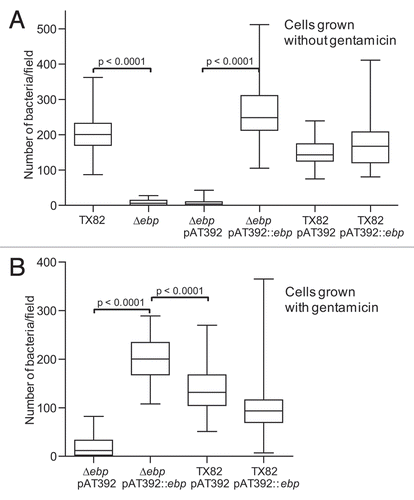 Figure 5 Effect of the ebpABCfm deletion on primary attachment to polystyrene. (A) Adherence of cells grown without gentamicin. (B) Adherence of cells grown with gentamicin. Median values and interquartile ranges show data combined from four independent assays. Adhering bacteria were counted microscopically from a total of 64 fields (each ∼2,900 µm2) for each construct. Statistical analyses were performed by the Mann-Whitney test and p values are shown in the figure.
