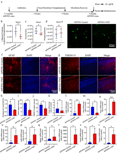 Figure 7. FMT intervention regulated glycerophospholipid metabolism and ameliorated Aβ pathology and neuroinflammation in APP/PS1 mice.