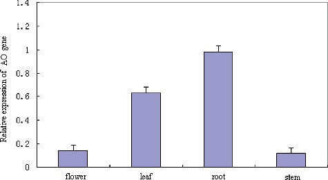 Figure 8. Expression analysis of the tobacco AO gene in various tissues.