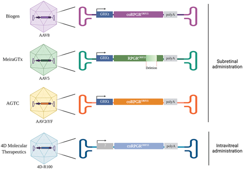 Figure 2. Recombinant AAV.RPGR vectors currently being tested in human clinical trials. The three AAV vectors administered in the subretinal space use the human GRK1 promoter to drive the expression of RPGRORF15. The vectors developed by Biogen Inc., AGTC and 4D Molecular Therapeutics contain a codon-optimized (co) version of the human RPGRORF15 gene whilst the vector developed by MeiraGTx contains a shortened version of the human RPGRORF15. The AAV serotype capsids used to develop these vectors are AAV8 (Biogen), AAV5 (MeiraGTx), an AAV2 variant, with three tyrosine to phenylalanine mutations (AAV2tYF) (AGTC), and an AAV capsid variant named 4D-R100 suitable for intravitreal administration (4D Molecular Therapeutics).