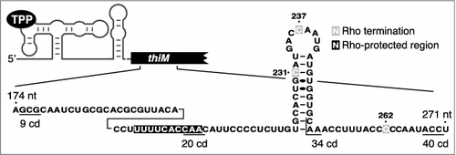 Figure 1. The expression of thiM is modulated through Rho-dependent transcription termination. RNase H cleavage assays show that a region (black) is protected in the presence of Rho, consistent with the presence of a rut. Rho-dependent transcription termination sites identified in vitro are shown in gray and codons (cd) 9, 20, 34 and 40 are underlined.