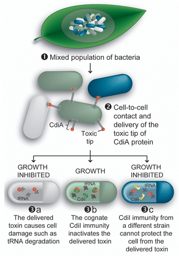 Figure 2 CDI plays roles in intra-strain growth competition. (1) CDI+ (olive and blue) and CDI− (gray) cells interact in environmental niches, such as plant leaves.Citation9 (2) CdiA contacts a neighboring cell and delivers the toxic CdiA-CT domain. (3) Growth is inhibited unless the target cell expresses the cognate CdiI immunity protein, which binds to and inactivates the toxin.