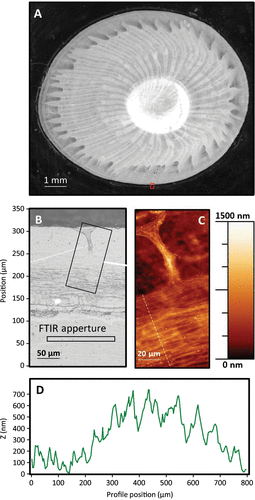 Figure 3. (A) Optical micrograph of a barnacle base plate on a gold substratum. The callout region in panel (A) is shown at higher magnification in an optical micrograph (B) and from within the dashed region an AFM image (C). The rectangular regions in (B) represent the microscope aperture size used in IR absorption microscopy, with the aperture path used to create the 2D IR absorption map shown in Figure 5 centered and perpendicular to the long axis of the rectangle.