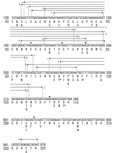 Figure 3. Sequence analysis of the site saturation mutagenesis library of XynR.Notes: Substitution of amino acid residue is indicated by characters; deletion of one nucleotide is indicated by dot, and deletion of 11‒155 nucleotides is indicated by arrow. a‒m indicates independent clones. 93Y and 114T, to which asterisk is attached, are in the same clone.