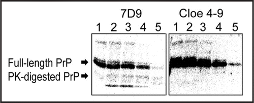 Figure 5 Detection of PK-digested β-PrP by Western blotting. Images of chemiluminescence detection using clone 4–9 and the anti-PrP antibody 7D9 are shown. β-PrP at a concentration of 0.2 mg/mL was treated with PK at various concentrations. The numbers show the concentration of PK: (1) no PK, (2) 4 ng/mL, (3) 8 ng/mL, (4) 40 ng/mL, (5) 80 ng/mL.