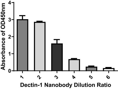 Figure 5 Specificity determination of nanobody specific to dectin 1. Binding activity and specificity of the were analyzed by indirect ELISA. 1–4: 5, 2.5, 1, and 0.5 mg/mL of nanobody. 5, other negative used as negative control; 6, PBS used as blank control.