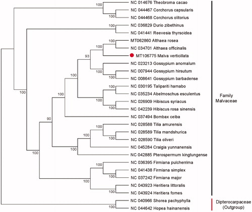 Figure 1. Phylogenetic relationship of 28 species based on the chloroplast genome sequences with maximum likelihood (ML) analysis using Hopea hainanensis and Shorea pachyphylla as outgroup.