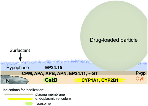 Figure 3. Dissolution and enzymatic degradation of drug-loaded particles by alveolar type I cells (AT1) with indication of the main degrading and metabolizing enzymes. Particle dissolution is slow because particles are only partly immersed in the alveolar lining fluid (hypophase). AT1 cells secrete proteases (EP24.15) in the hypophase. AT1 cells possess various membrane-associated proteases (CPM, APA, APB, APN, EP24.11, and γ-GT), and the lysosomal protease cathepsin D (CatD). The metabolizing enzymes CYP1A1 and CYP2B1 are located in the endoplasmic reticulum. The main transporter MDR-1/P-pg is located at the apical plasma membrane. Abbreviations: CPM: carboxypeptidase M; APA: aminopeptidase A; APB: aminopeptidase B; APN: aminopeptidase N; EP24.11: endopeptidase 24.11; γ-GT: gamma-glutamyltransferase; Cyt: cytoplasm; N: nucleus; P-pg: P-glycoprotein.