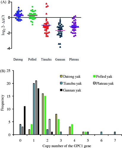 Figure 1. Distributions of the CNV of the GPC1 gene in five yak breeds. (A) Scatter plot of CNV of the GPC1 gene in five yak breeds (n = 30). (B) The frequency of copy numbers (0 and 1 = loss, 2= normal and >2= gain copy number types) in five yak populations. CNV: copy number variation.