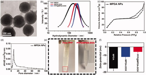 Figure 2. (a) TEM images of MPDA NPs. (b) Particle-size distribution of MPDA, MPDA-DOX, and PFP@MPDA-DOX. (c) N2 adsorption-desorption isotherms. (d) Pore size distribution of MPDA NPs. (e) Photographs of free PFP and PFP@MPDA-DOX in PBS. (f) Zeta potential of MPDA, MPDA-DOX, and PFP@MPDA-DOX NPs (n = 3).