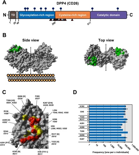 Figure 1. Identification of polymorphic amino acid residues in DPP4 at the binding interface with MERS-CoV S. (A) Schematic representation of DPP4 (CD26). Highlighted are the transmembrane domain (TD, brown), glycosylation-rich (blue) and cysteine-rich (orange) regions, and the catalytic domain (purple). Circles with sticks represent glycosylation sites, while small numbers indicate the amino acid residues. Triangles below the domains highlight the positions of amino acid residues that directly interact with MERS-CoV S (grey triangles mark residues for which no polymorphism has been reported, while red triangles indicate polymorphic residues). (B) Side (left) and top (right) view of homodimeric DPP4 (the dotted line indicates the border between the two monomers and the cellular plasma membrane is schematically depicted below the side view model of DPP4). The protein model was constructed on the published crystal structure (4PV7) deposited in RSCB PDB and the binding interface with MERS-CoV S has been highlighted (green). (C) Close-up on the DPP4 residues that directly interact with MERS-CoV S and for which no polymorphic (yellow) or polymorphic (red) residues have been reported. In addition, the specific residues in DPP4 (regular letters and numbers), including the respective polymorphic residues (letters in brackets), and the corresponding interacting residues in MERS-CoV S (italicized letters and numbers) are indicated. (D) Frequency of polymorphic DPP4 residues in the human population. Public databases (see Supplementary Table 1 and the materials and methods section for detailed information) were screened for the frequency of the polymorphic residues under study (y-axis). Error bars indicate standard error of the mean (SEM) and refer to polymorphic residues found in more than one database.